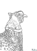 pheasant Printable Coloring Nplooj Ntawv